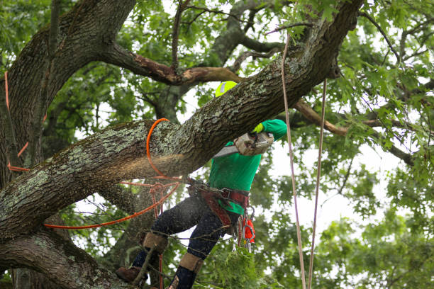 Best Hazardous Tree Removal  in Maricopa, CA