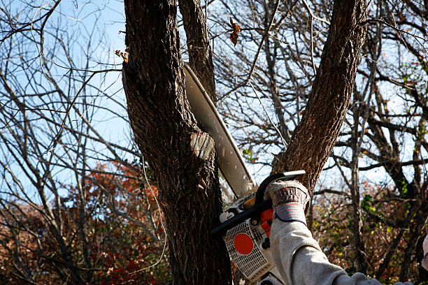 Best Root Management and Removal  in Maricopa, CA