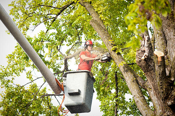 Best Tree Risk Assessment  in Maricopa, CA