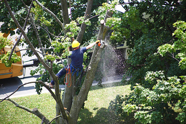 Best Lawn Irrigation Installation and Maintenance  in Maricopa, CA