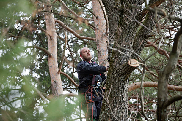 How Our Tree Care Process Works  in  Maricopa, CA