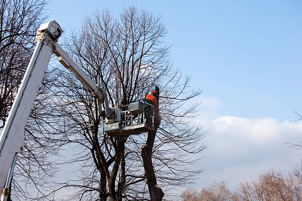 Best Tree Mulching  in Maricopa, CA