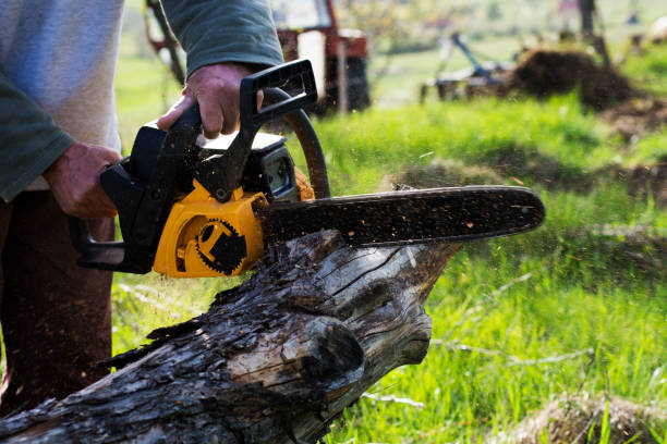 Best Commercial Tree Services  in Maricopa, CA